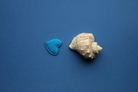 Sea shell on a blue background.の写真素材