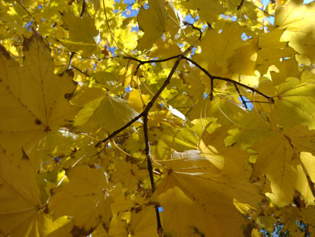 Beautiful colorful seasonal autumn background.の写真素材