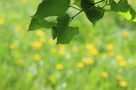 Spring background. Leaves on the meadow background.の写真素材