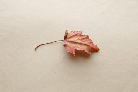 Autumn background. Falling Autumn Leaf.