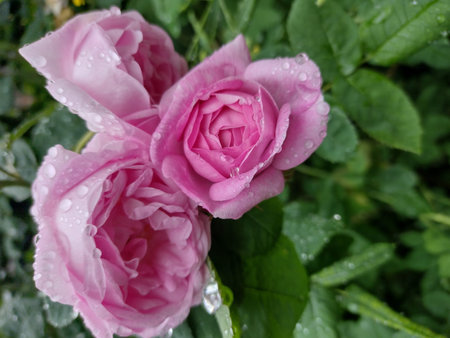 Rose after rain. The rose buds in the drops.の写真素材
