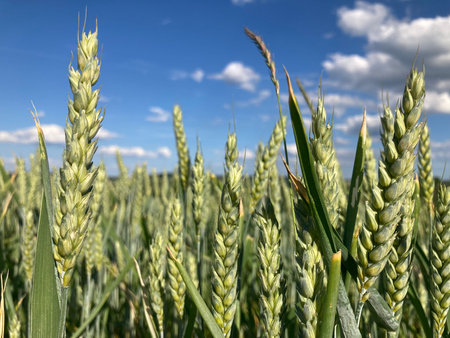 Field of wheat against the sky.