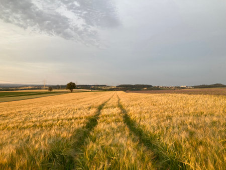 Cereal field with traces of the wheel. Field of wheat, rye or barley.の写真素材