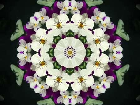 Violet with white and purple flowers in direct sunlightの素材