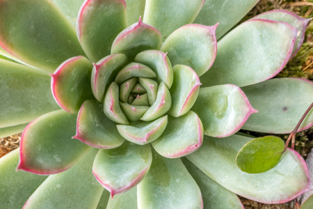 Close up view of an Echeveria with green leaves and purple peaksの写真素材