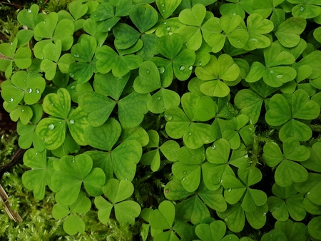 Close up view of the shamrocks decorated with raindrops in the middle of the forest.の写真素材