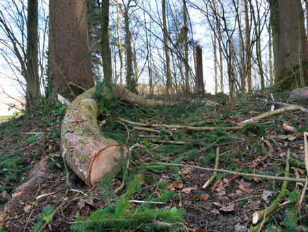 Deforested trees lie on the leafy forest floor.