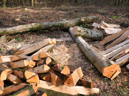 Trees processed and cut into logs lie in a pile next to the footpath in the forest.