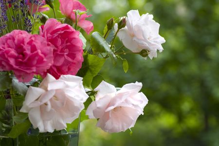 Fresh bouquet of pink rose with lavender on green backgroundの写真素材