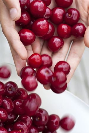 Ripe fresh cherries fall from female hands in a bowlの写真素材