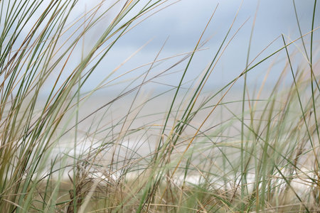Picture of beach grass, low angle, sea with sky in the background
