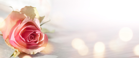 Abstract background with bokeh and a pink rose for a greeting cardの写真素材