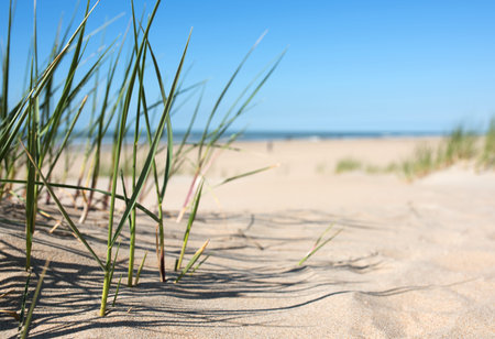 Grass in the sand dunes with the lake in the backgroundの写真素材