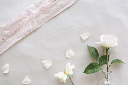 White rose with petals and pink border on tender background top viewの写真素材