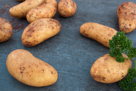 Fresh raw potatos and parsley on a gray stone tabletop close upの写真素材