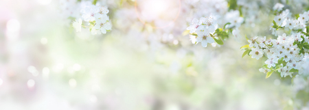 Sunny spring time with white cherry blossoms for a backgroundの写真素材