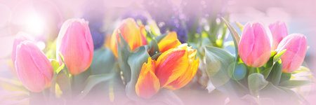 Colorful tulips still life. Pink spring background with short deep of focus for a mother's day...