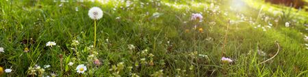 Blooming dandelions outdoors in a green spring meadow with sunshine and bokeh. Nature background with space for text.の写真素材