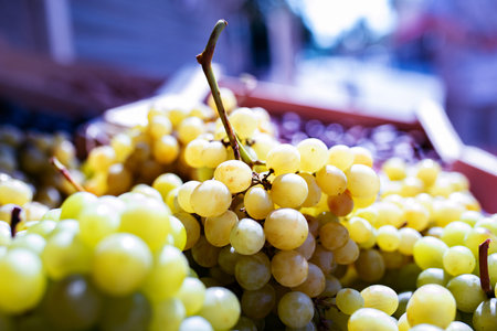 Freshly picked white grapes before pressing. Ripe vines in the autumn sun with short depth of focus....