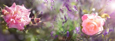 Seasonal atmospheric garden impressions. Blooming pink fragrant roses and purple lavender. Horizontal close-up with short depth of field and space for text.の写真素材