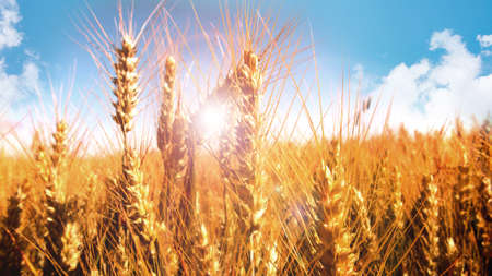 Ripe golden wheat field on a sunny day. Close-up of wheat ears in front of clouds and blue sky. Background for harvest time and agriculture concepts. Short depth of field and space for text.の写真素材