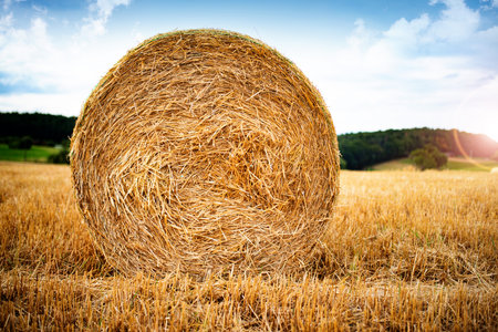 Round bales of straw on harvested wheat field in front of blue cloudy sky. Background for late...