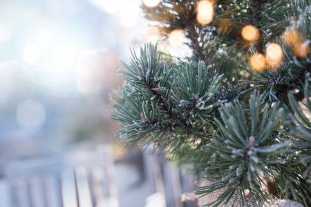 Close- up of frozen pine branch with festive bokeh on abstract bright blue background for christmas...