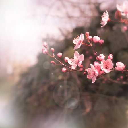 Spring background with pink cerry blossoms. Abstract nature scene with bokeh and short depth of...