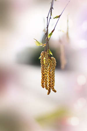 Birch bloom in spring in front of tender blurred vertical background.の写真素材