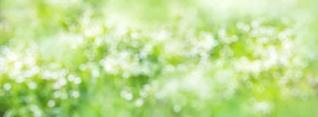 Horizontal abstract light green spring background with bokehの写真素材