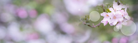 Apple blossom in spring. Close-up with short depth of field and bright bokeh in an orchard....