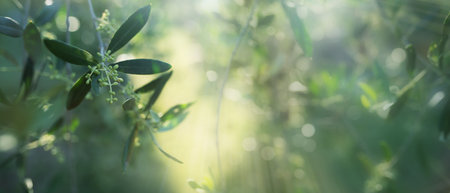Olive branches in sunlight. Close up with short depth of field and bokeh. Mediterranean background of an olive grove.の写真素材