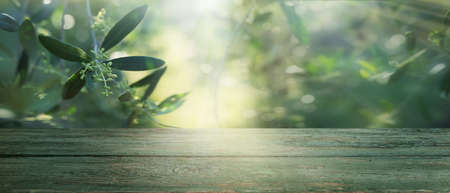 Empty weathered wooden table with blooming olive branches in sunny background.の写真素材