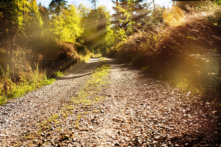 Gravel trail in a wooded area. Horizontal landscape shot with short depth of field and focus on the hiking trail. Background for leisure and recreation with space for text.の写真素材