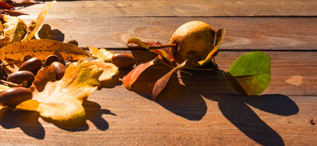 Sunny autumn still life on weathered wood with colorful foliage and acorns. Horizontal background...