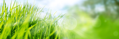 Fresh green grass in spring sun with bright bokeh. Abstract nature background with short depth of field and space for text..の写真素材