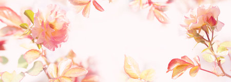 Bright pink rose blossoms. Tender floral background for wedding banners and invitation cards.の写真素材
