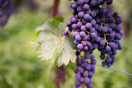 Grapes in the vineyard. Close-up on blue ripe grapes on a vine with short depth of field in the background.の写真素材