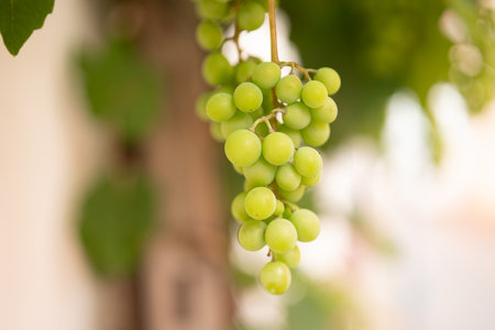 Grapes in the vineyard. Close-up on white ripe grapes on a vine with short depth of field in the background.の写真素材