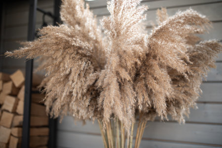 Bunch of pampas grass outdoors decorated. Dried reeds boho style. Sustainable decoration for weddings and holidays.の写真素材
