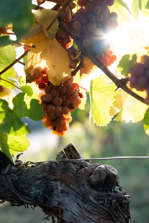 Vineyard in autumn sun with ripe grapes. Close-up on luminous ripe grapes on vine. Vertical autumn background.の写真素材