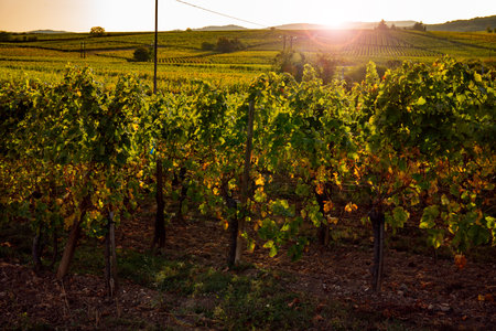 Harvested vineyard in the evening sun. Hills landscape in autumn with empty vines.の写真素材