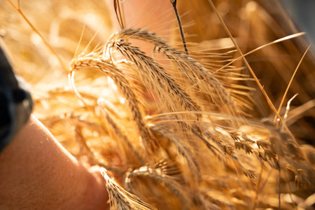Hands of farmer checking ripe wheat ears in the evening sun. Agricultural background at harvest time.の写真素材