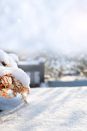Branches covered with snow on a patio. Sunny winter day. Vertical background for Christmas time. Space for text.の写真素材