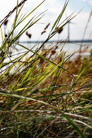 Wild dune grass on the coastline of Denmark with blue sky. Natural landscape and wind energy in harmony. Vertical nature background. Close up.の写真素材