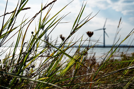Wild dune grass on the coastline of Denmark with blue sky and wind turbines. Natural landscape and wind energy in harmony.の写真素材