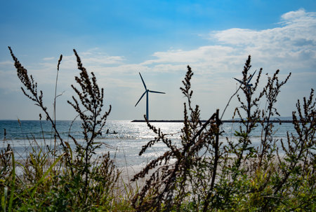 Wild dune grass on the coastline of Denmark with blue sky and wind turbines. Natural landscape and wind energy in harmony.の写真素材