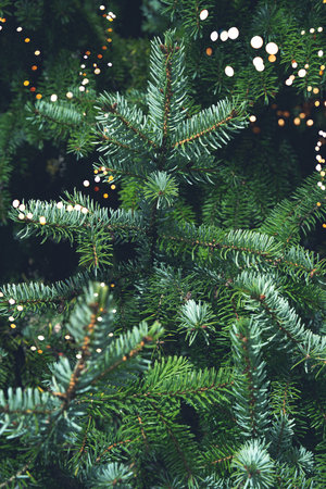 Vertical close-up of fir branches with bokeh lights. Natural Christmas background with warm glow and dimly lit environment.の写真素材