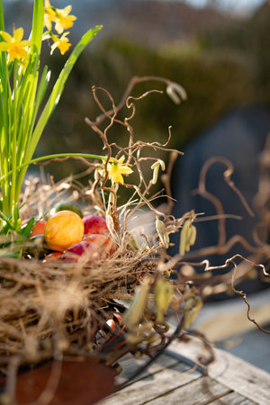 Colorful Easter eggs in straw nest with daffodils in spring on a sunny patio. Vertical easter background.の写真素材