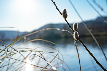 Willow branches with fluffy blossoms in spring by a lake. Sunlight reflects on the water. Seasonal nature background.の写真素材
